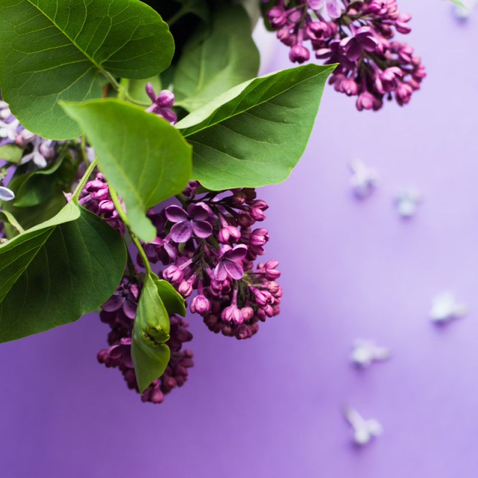 Paarse en lila bloemen